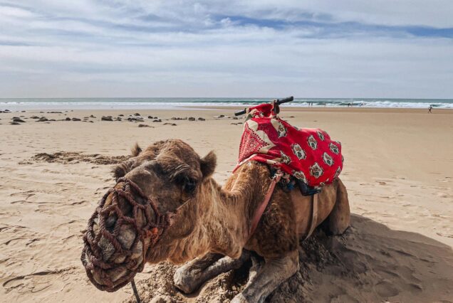 From Agadir or Taghazout: Camel Ride Tour